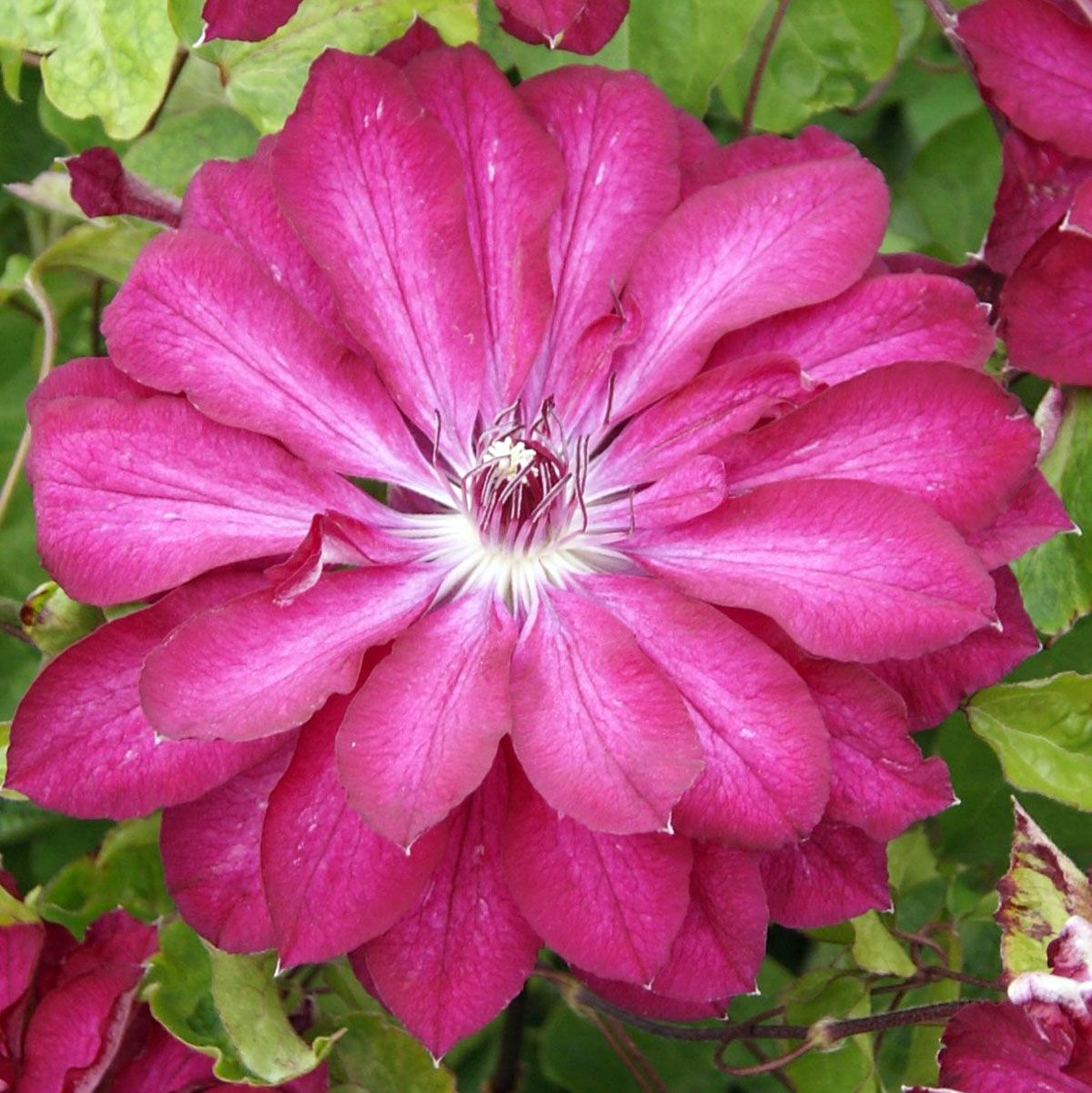 Clematis RED PASSION 'Zo11056'