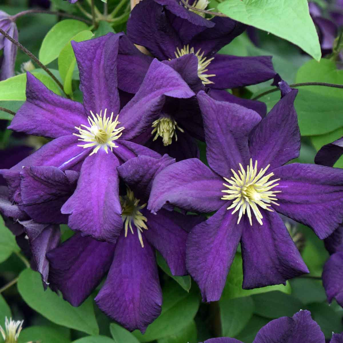 Clematis Romantika Superior Quality Climbers - thorncroftclematis.co.uk