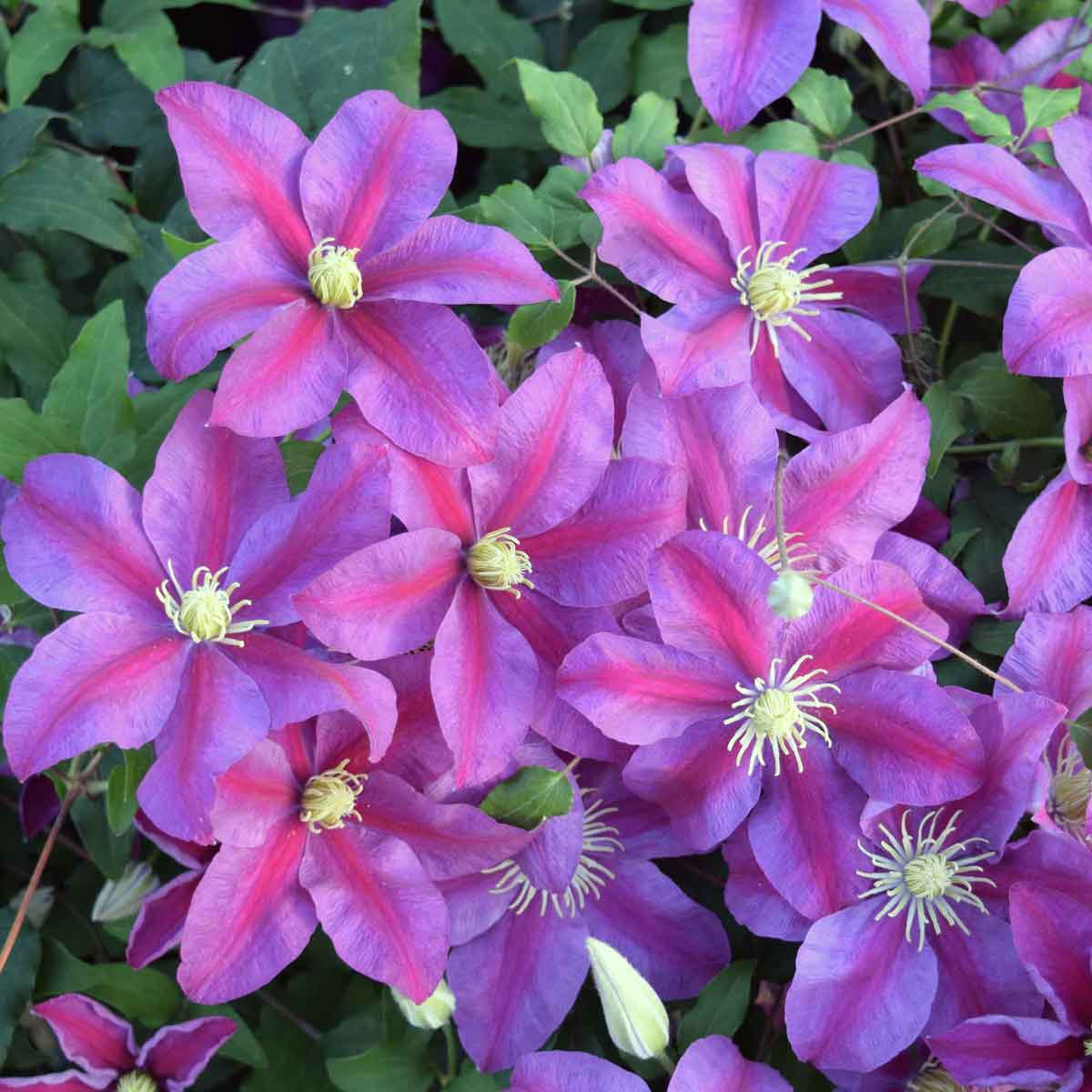 Clematis Sunset Superior Quality Climbers - thorncroftclematis.co.uk