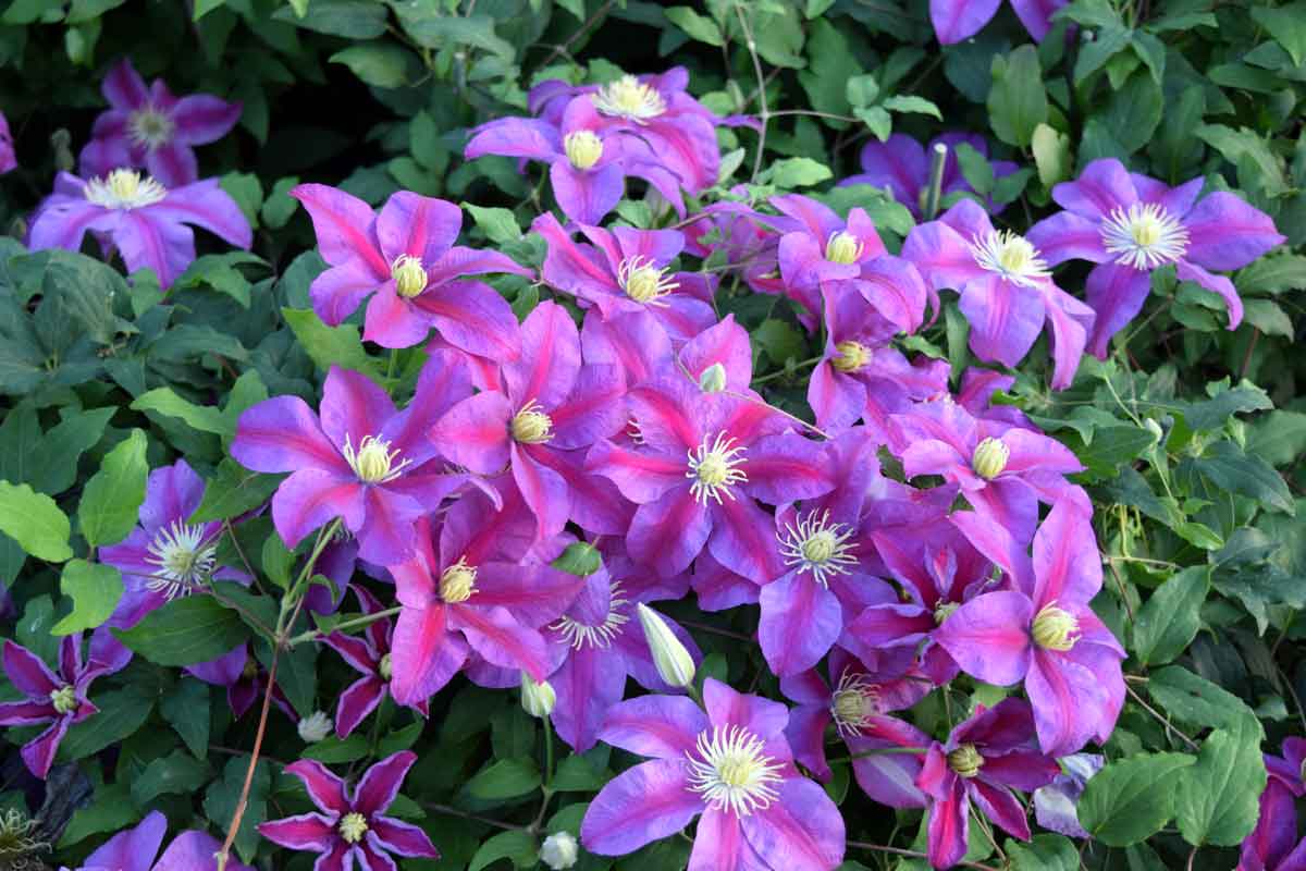 Clematis Sunset Superior Quality Climbers Thorncroftclematis Co Uk