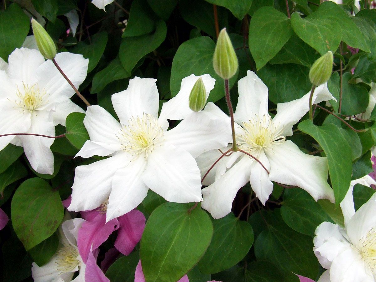 Clematis Sylvia Denny Superior Quality Climbers - Thorncroftclematis.co.uk