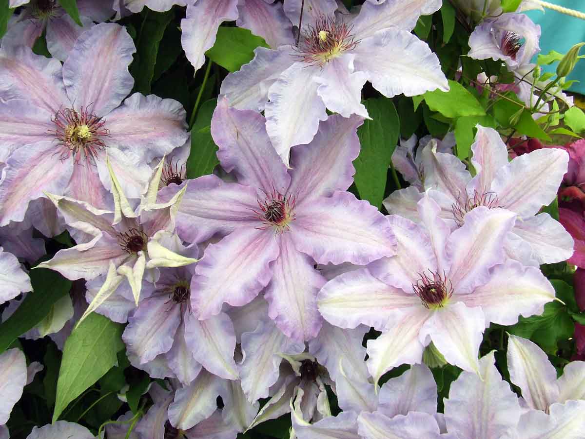 Clematis The First Lady Superior Quality Climbers - thorncroftclematis ...