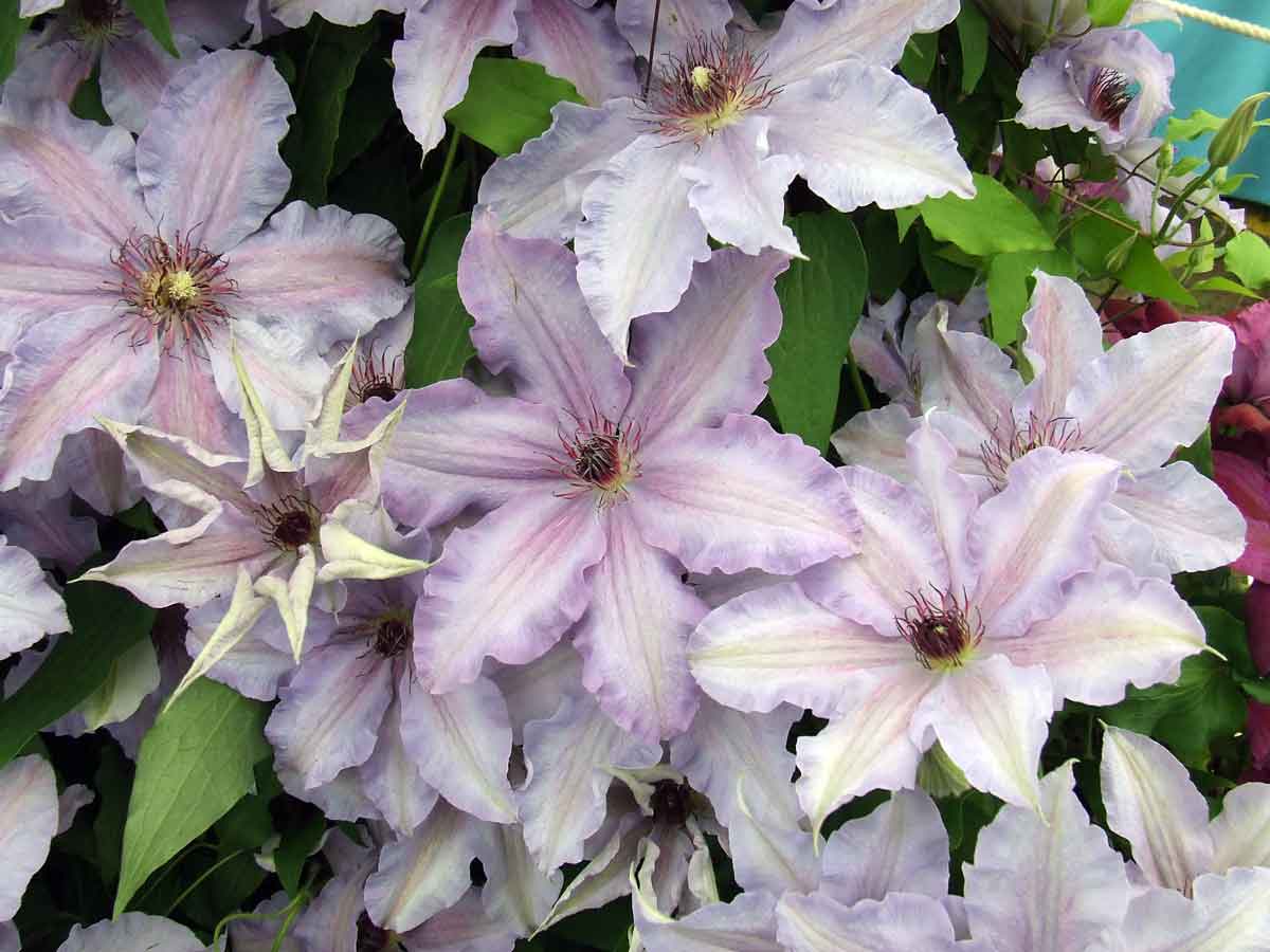 Clematis The First Lady Superior Quality Climbers - Thorncroftclematis 