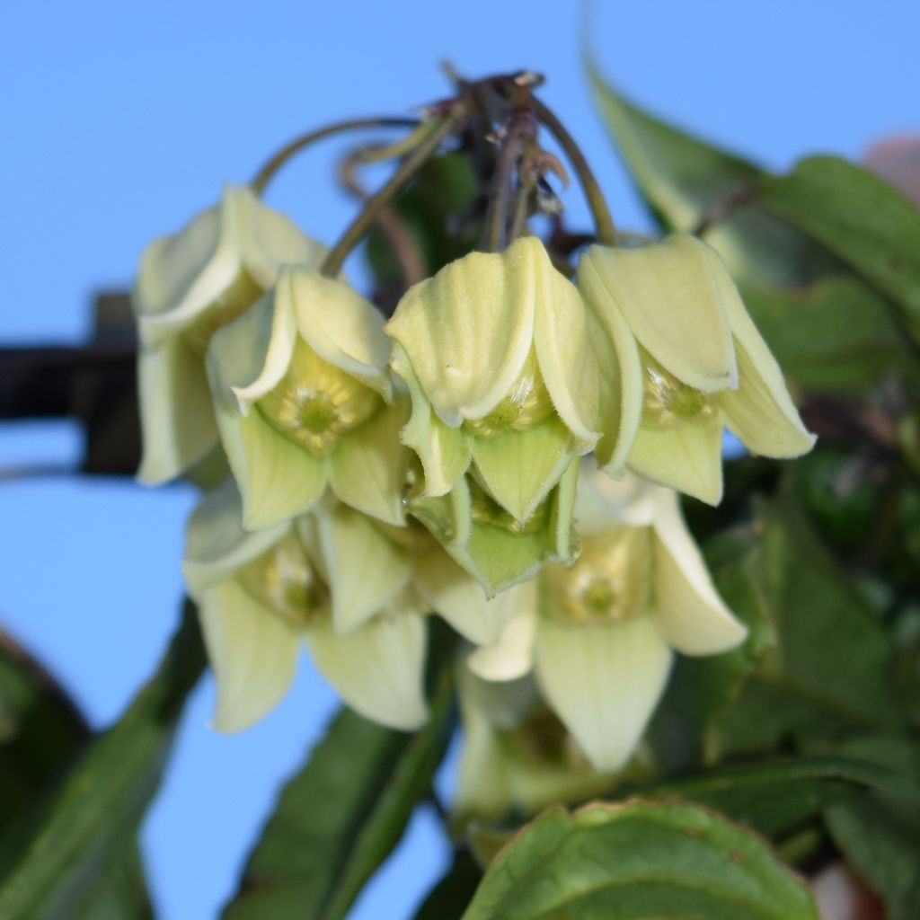 Clematis urophylla Winter Beauty