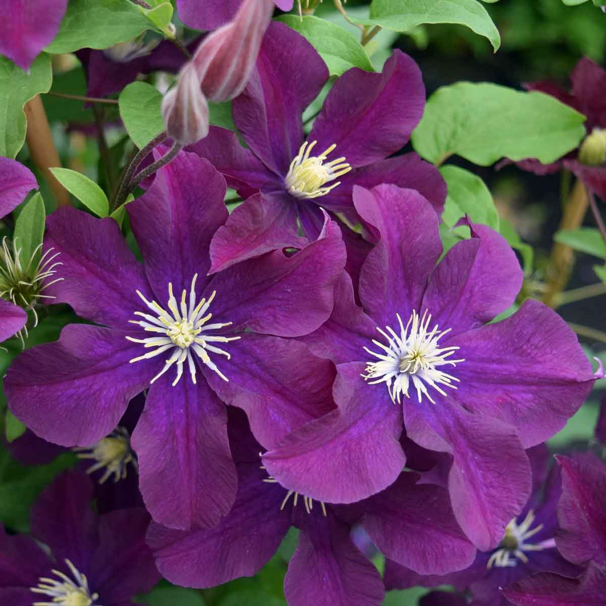 Clematis Warszawska Nike syn Warsaw Nike Superior Quality Climbers ...