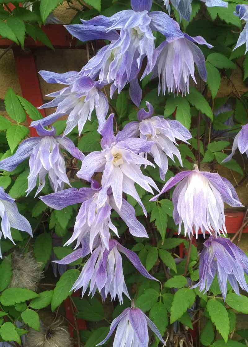 Clematis Wesselton Superior Quality Climbers - thorncroftclematis.co.uk