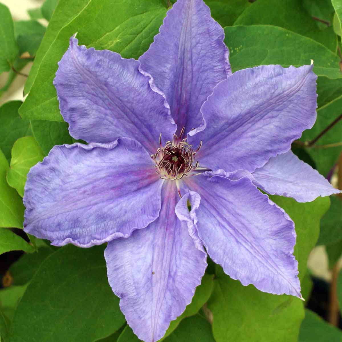 Clematis William Kennett