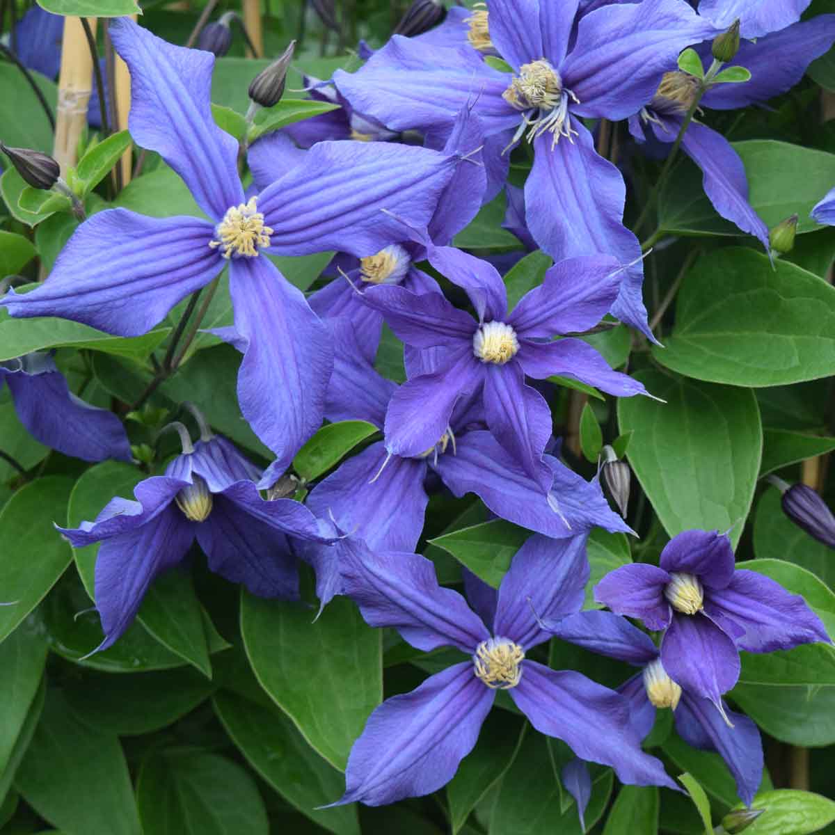 Clematis X Durandii Superior Quality Climbers Thorncroftclematis Co Uk