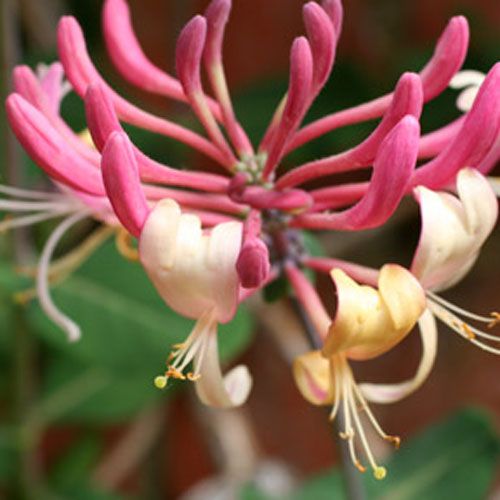 Lonicera japonica Purpurea Superior Quality Climbers ...