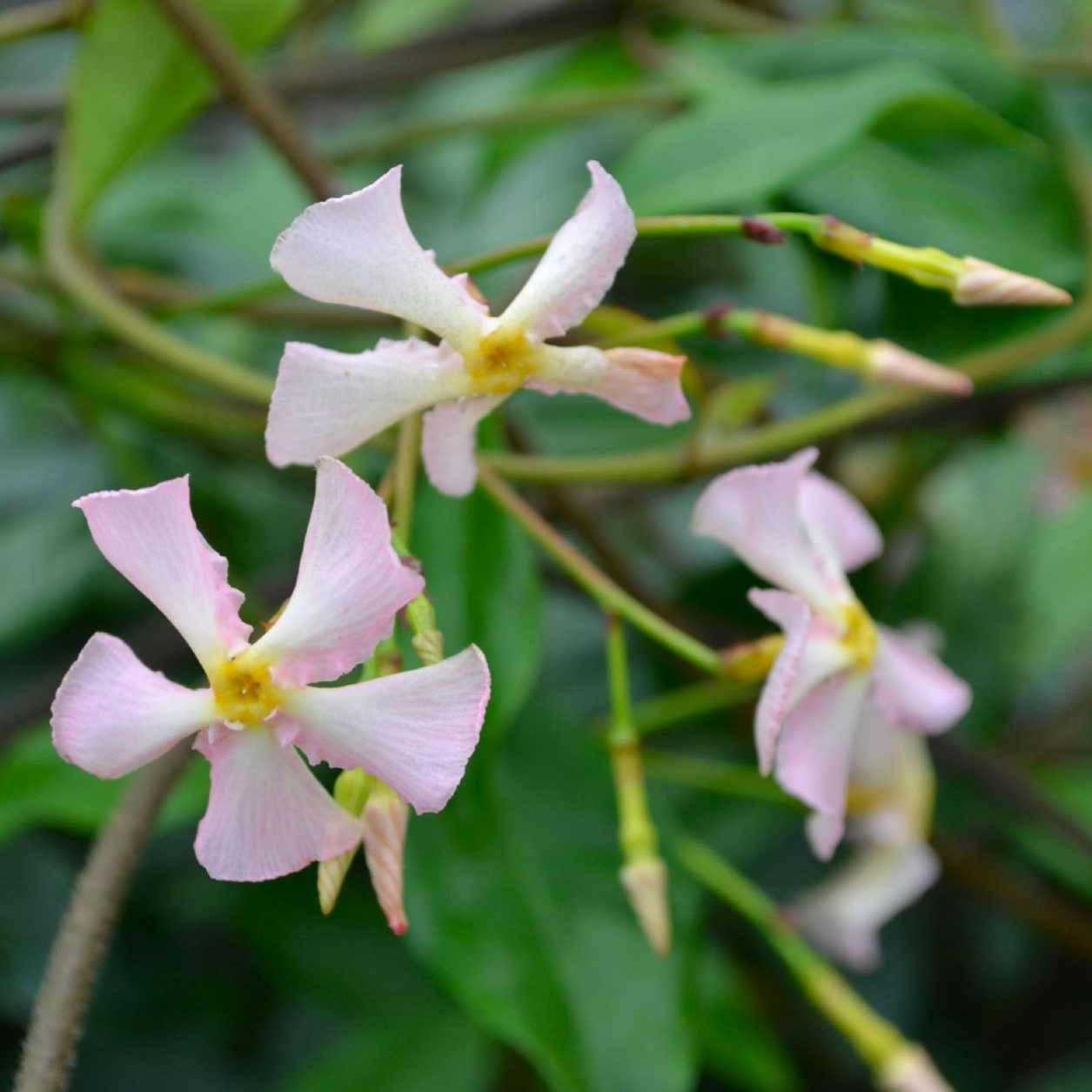 Trachelospermum asiaticum Pink Showers