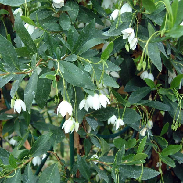 Sollya heterophylla White