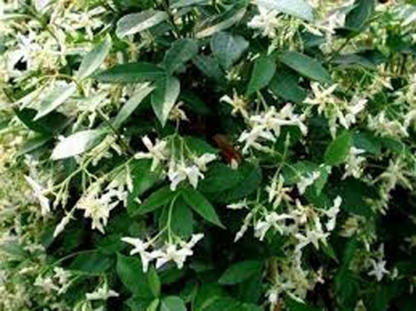 Trachelospermum asiaticum Bella