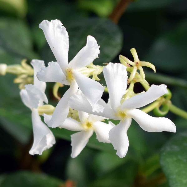 Stupendous Star Jasmin!🌟 - Trachelospermum jasminoides - Plant of The Moment